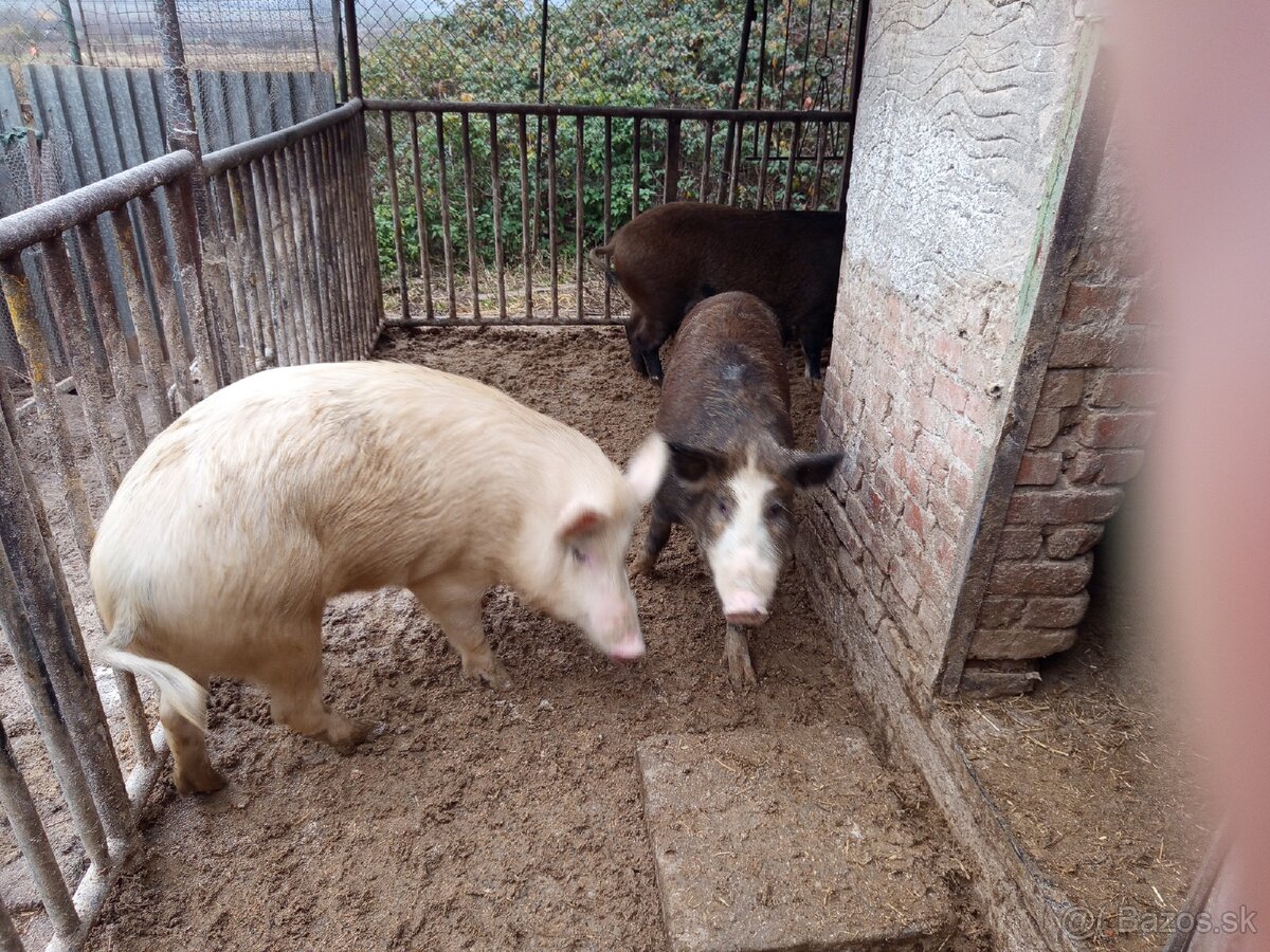 Durok prasa na zabitie 130kg