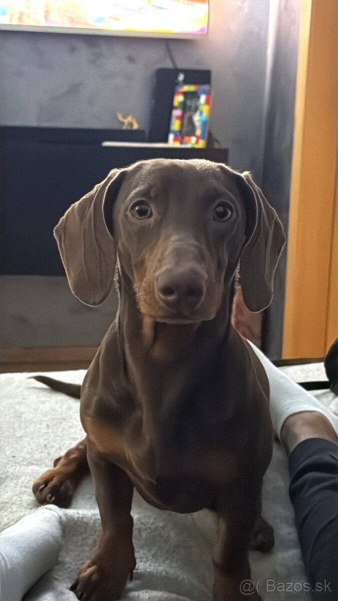 Jazvečík na krytie