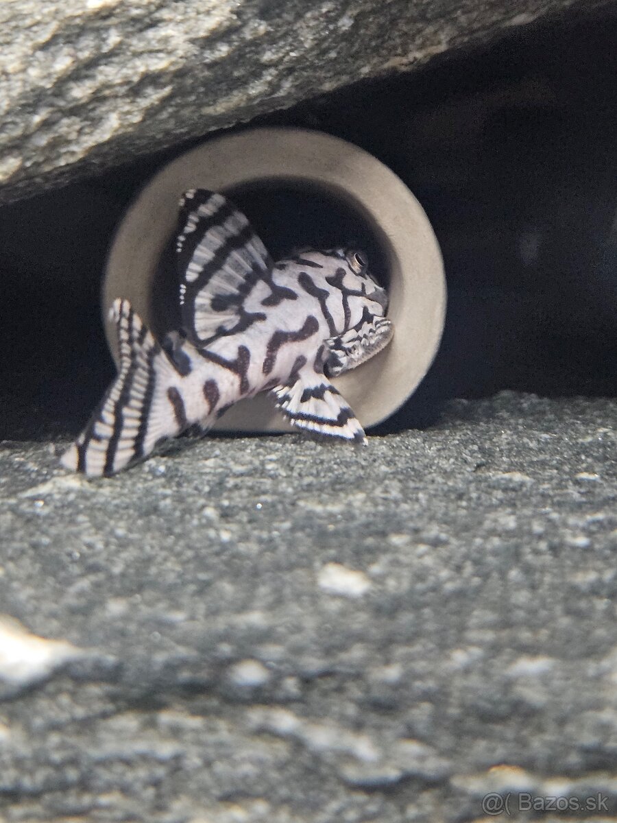 L 236 Super White - odchov