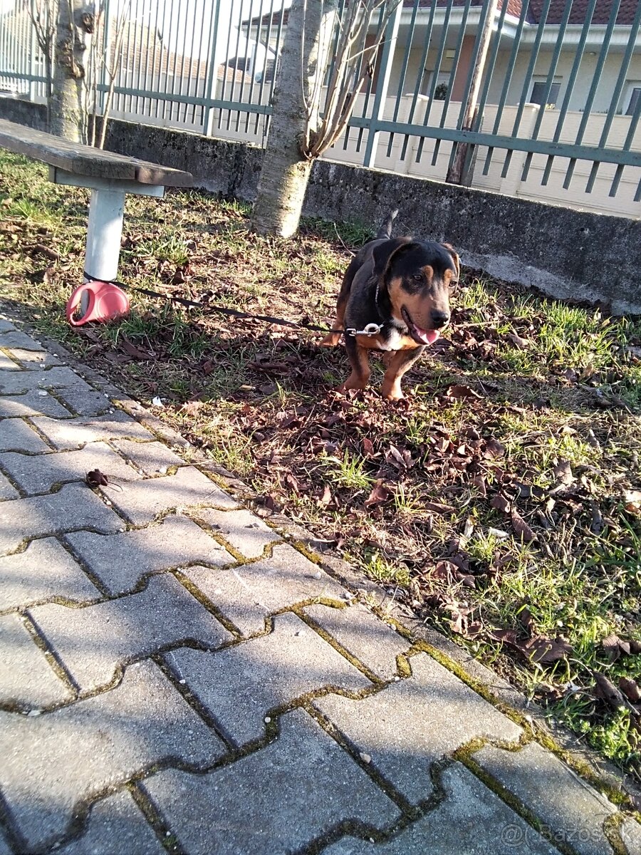 Darujem šteniatko psa