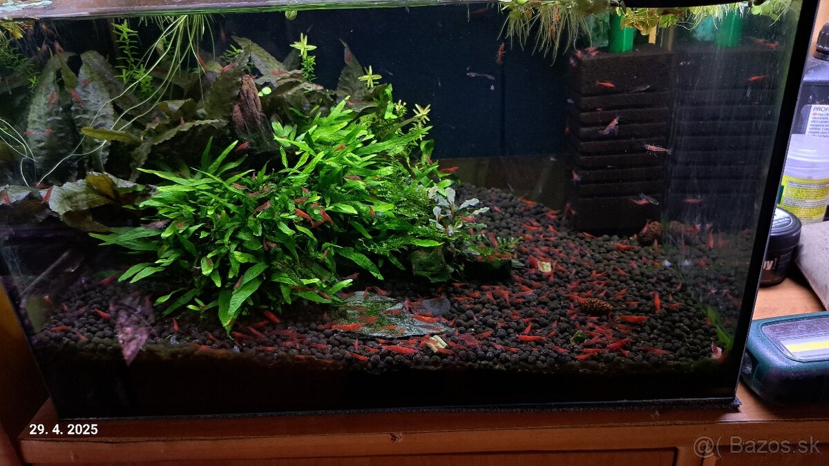 Predam krevetky Neocaridina red cherry
