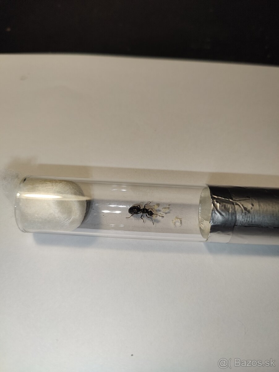 Mravce Formica fusca - kráľovná