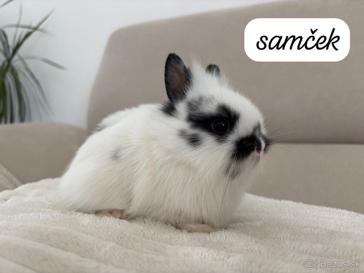 Ponuka zajačikov ihneď k odberu