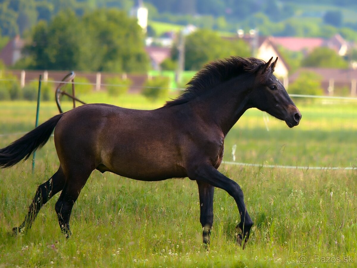 Mohutný španielsky žrebec