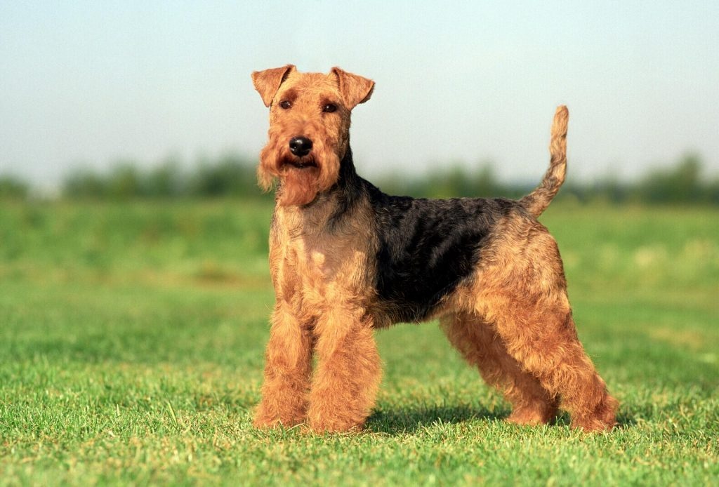 Kúpim Bedlington terriera, kerry blue terriera
