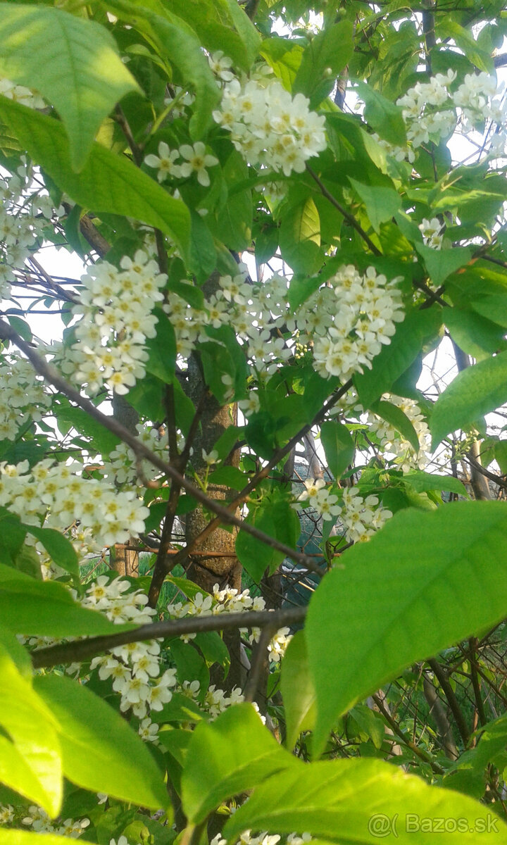 Prunus padus-májový strom