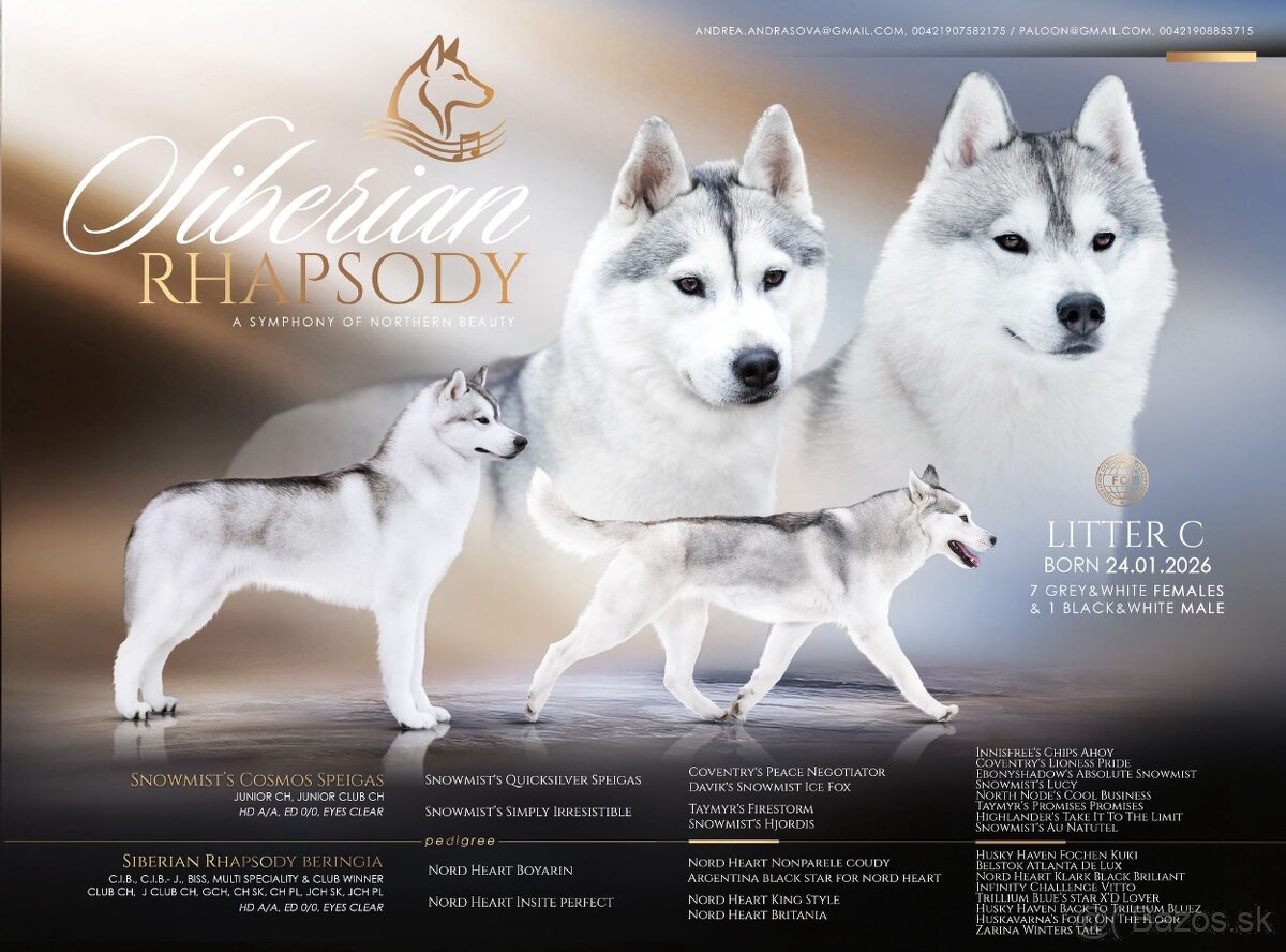 Šteniatka Sibírsky Husky s PP