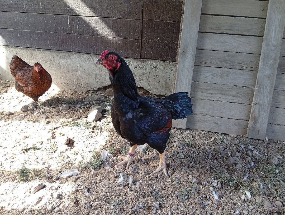 Indická bojovníčka