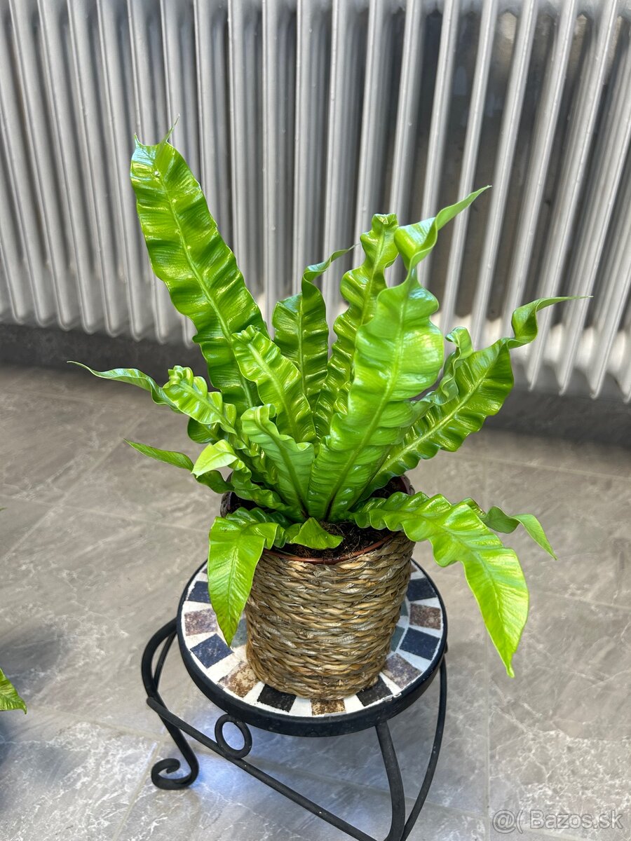 Asplenium nidus Crispy Wave