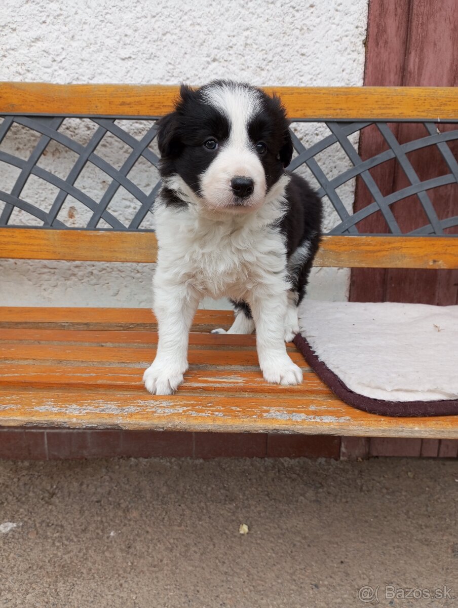 Border kólia fenka,,♥️