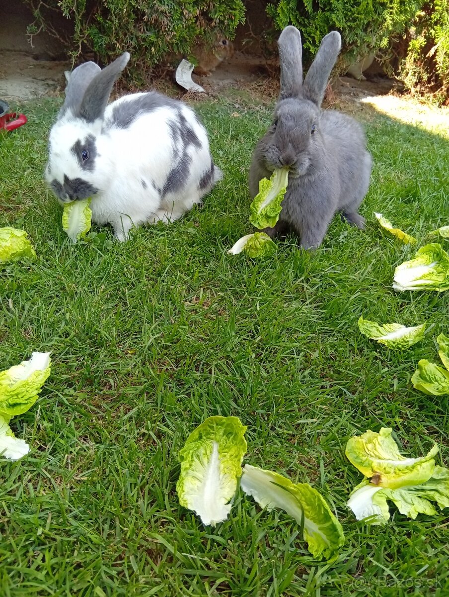 Kraliky