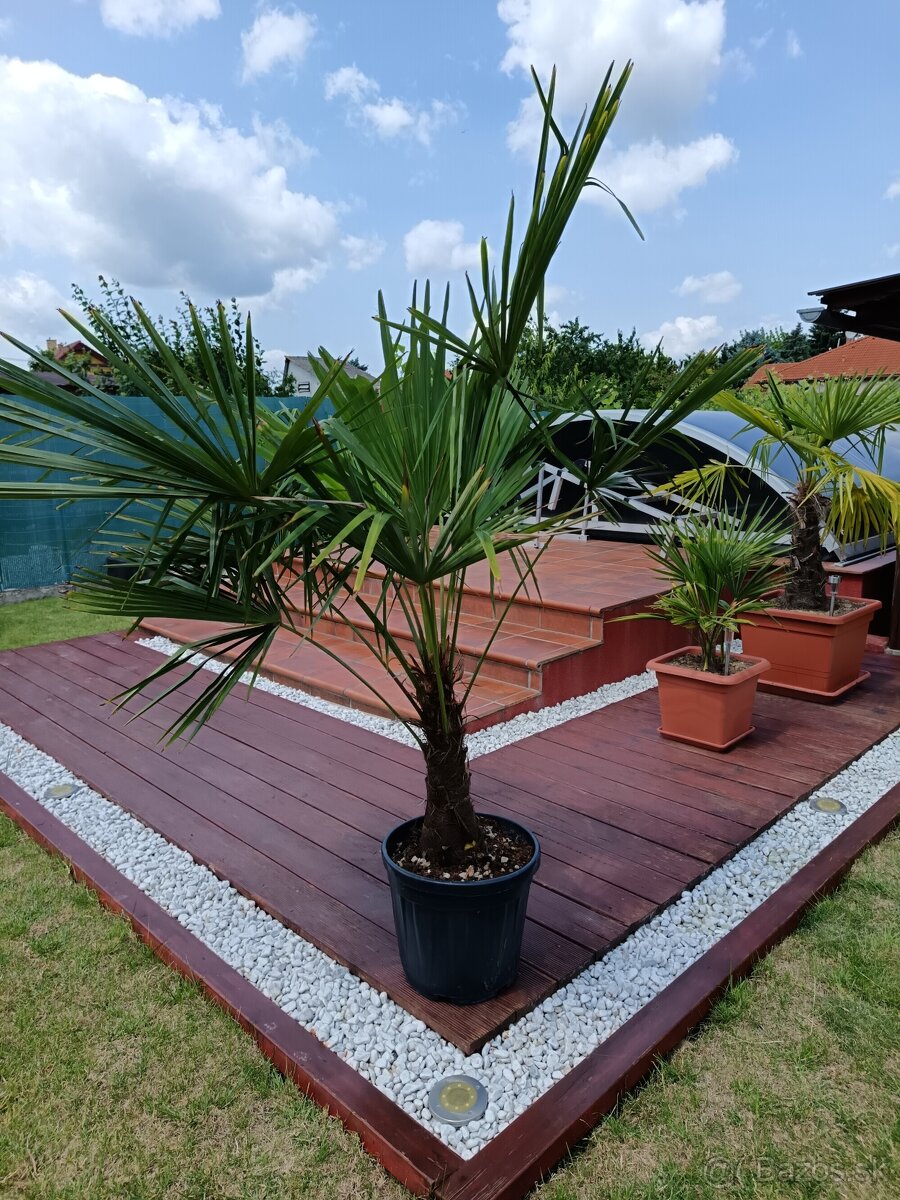 Palma Trachycarpus fortunei