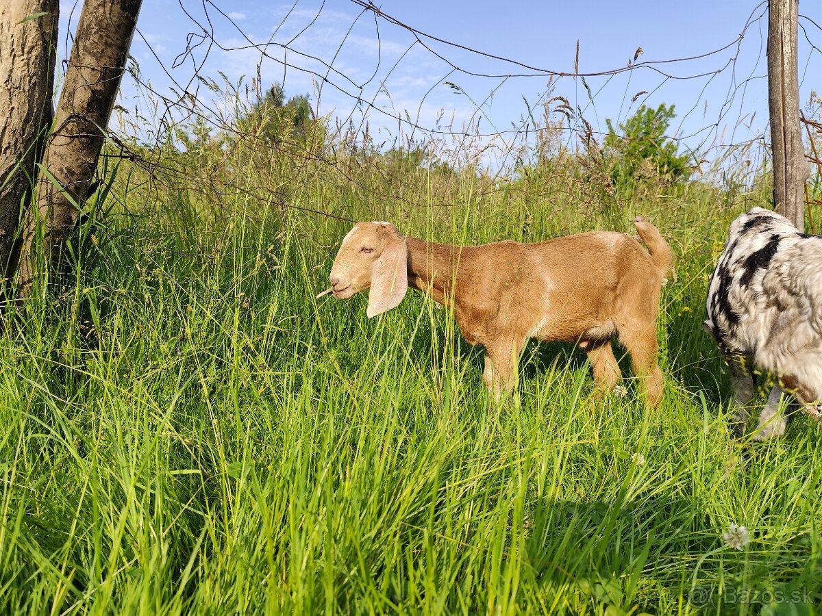 Geneticky bezrohý 87% anglonubijský capko