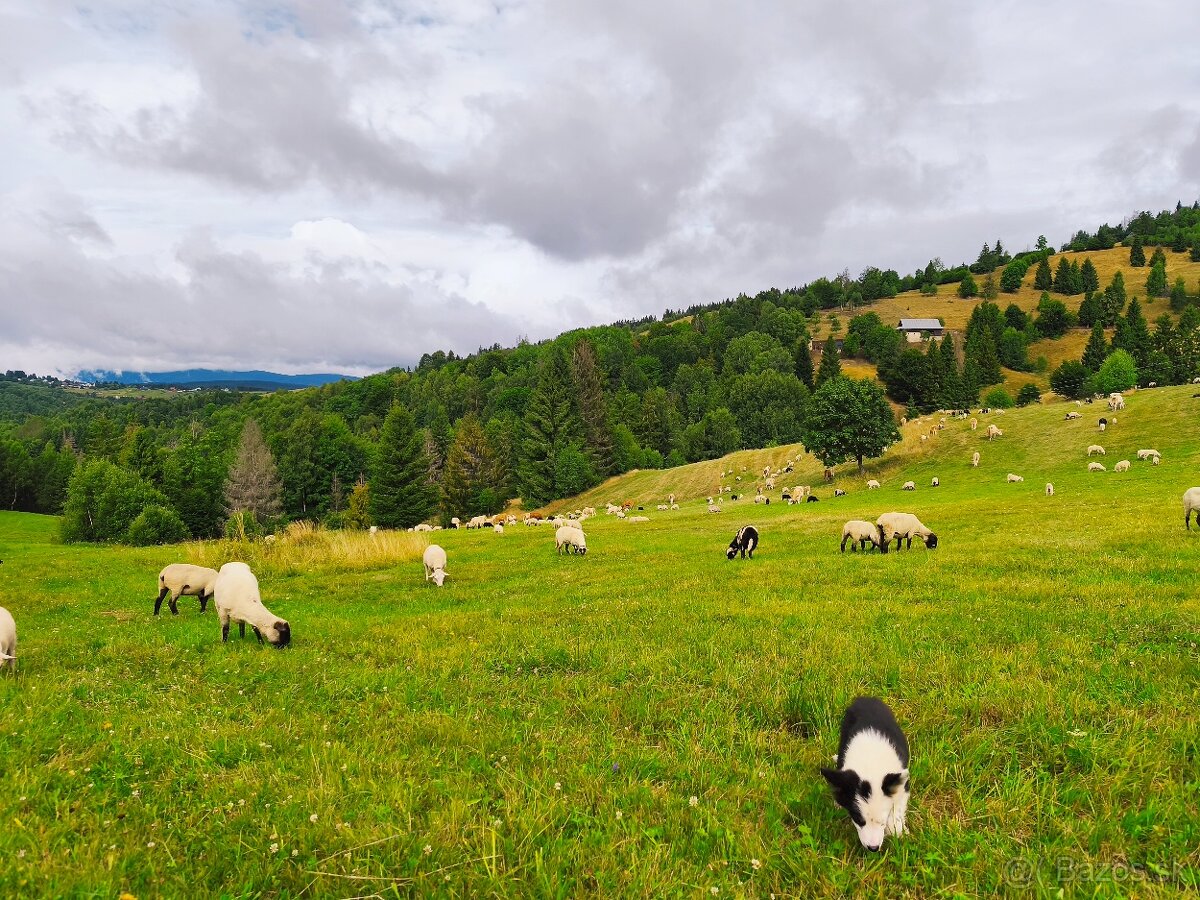 Border kólia pracovná línia