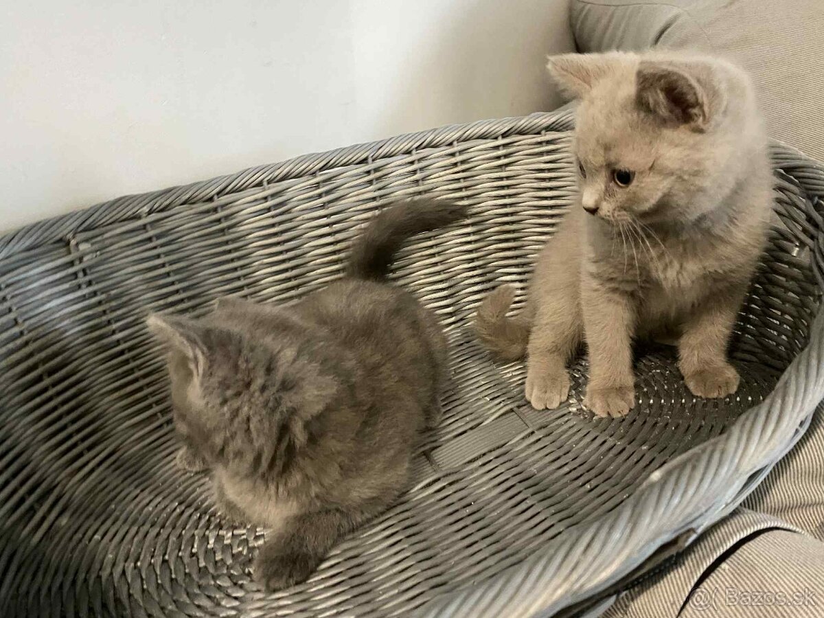 Britské modré mačiatka