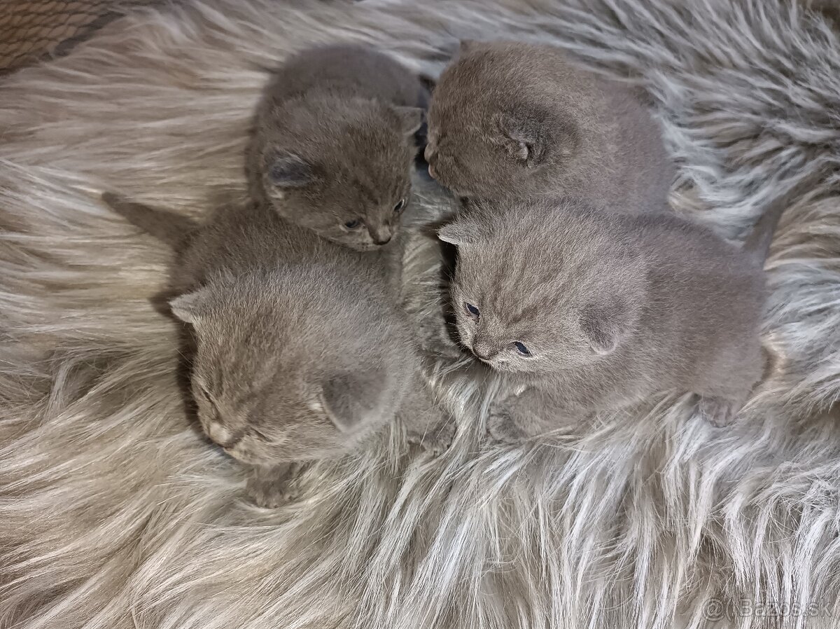 Britské mačiatka rezervácia