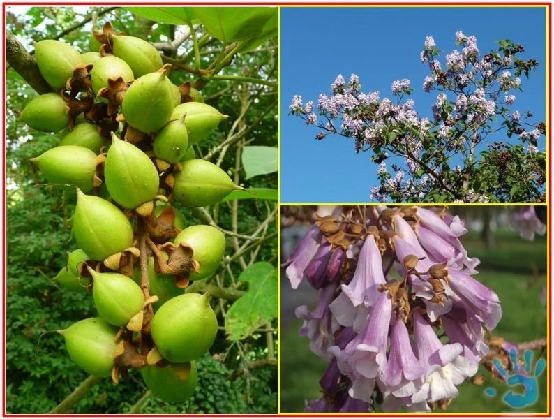 semená Paulovnia plstnatá