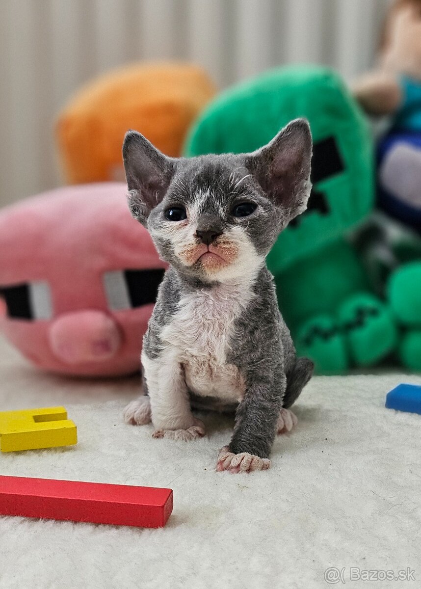 Devon rex kocpurek s PP