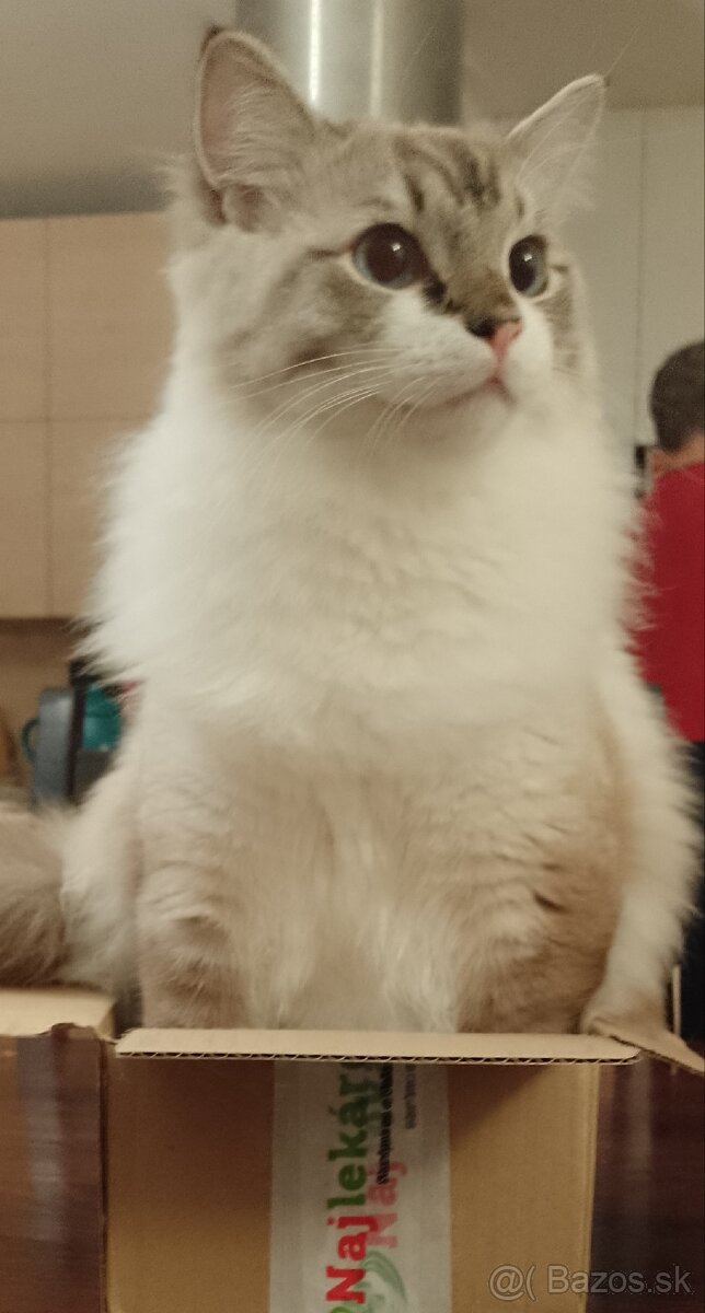 Ragdoll kocur