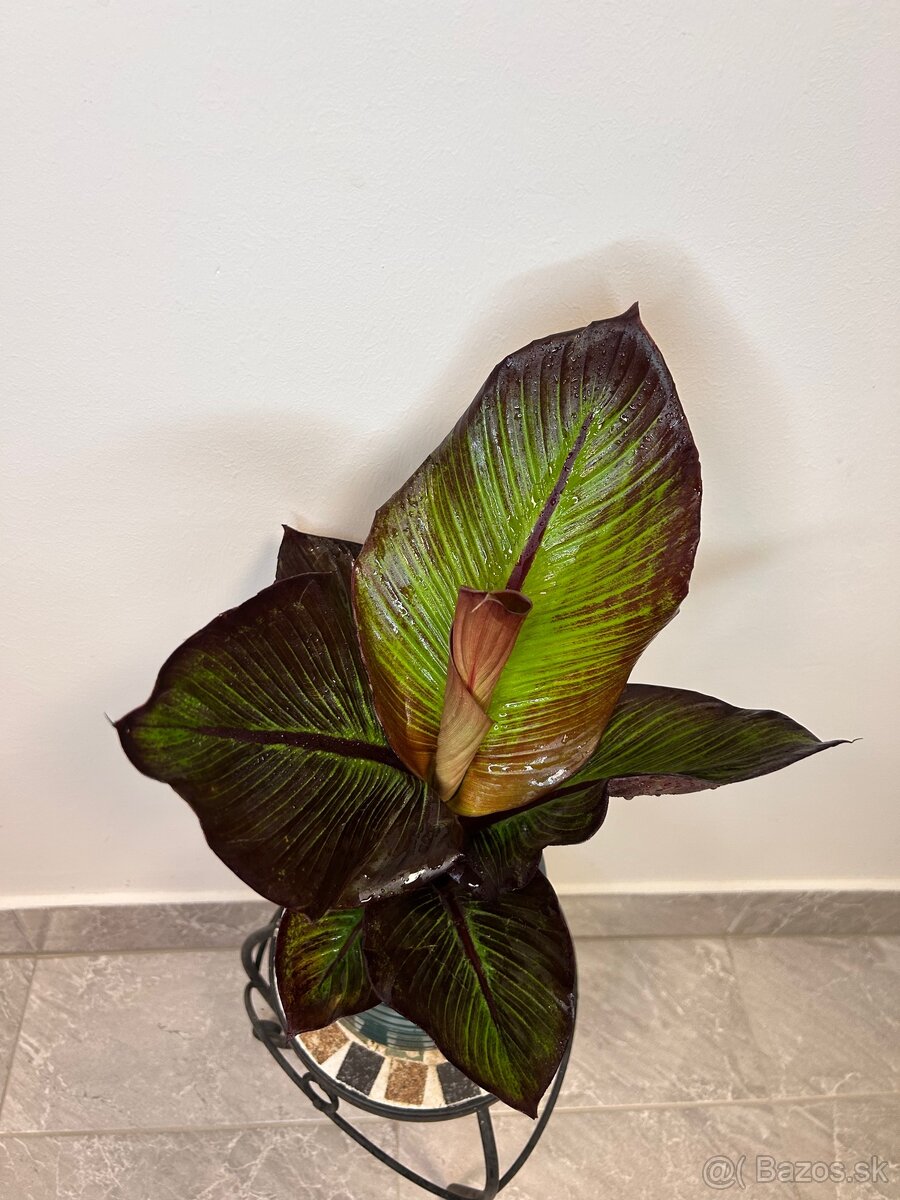 Ensete Ventricosum 'maurelii'