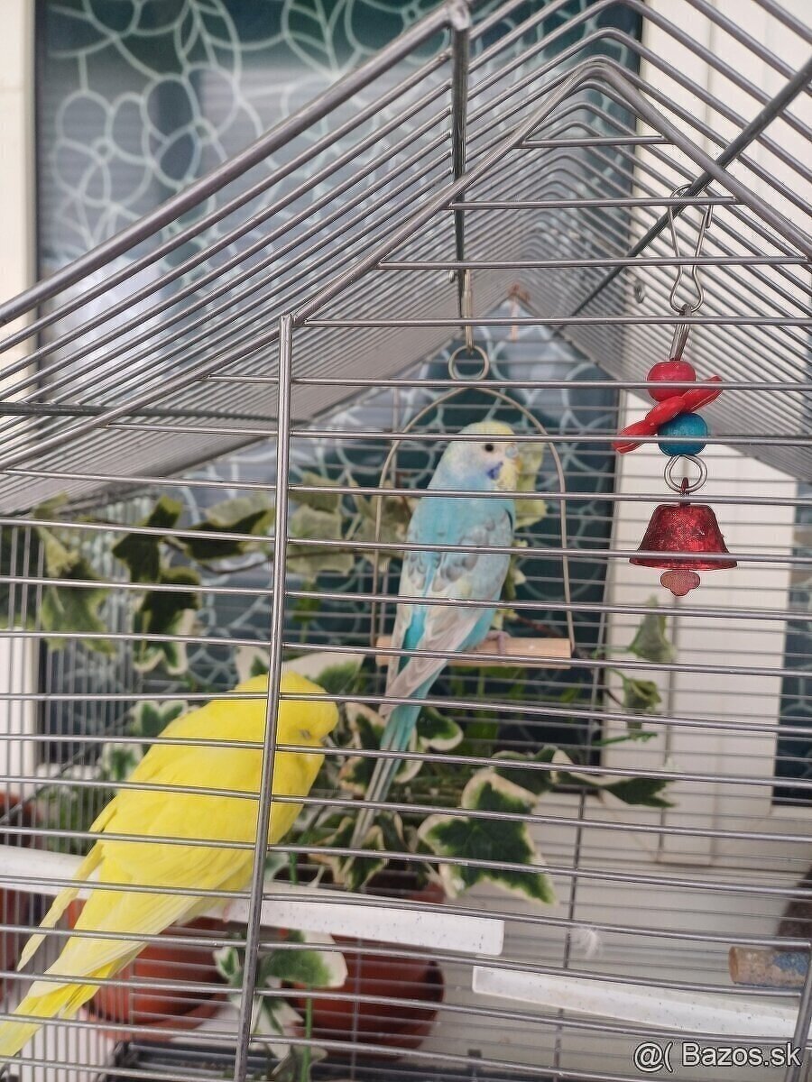2x andulka s klietkou