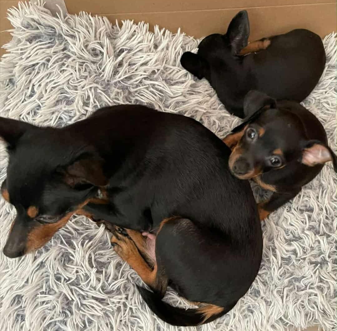 Srnčí ratlik čistokrvný