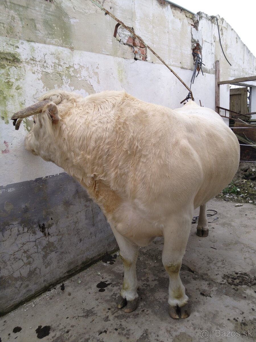 BIO býk na predaj
