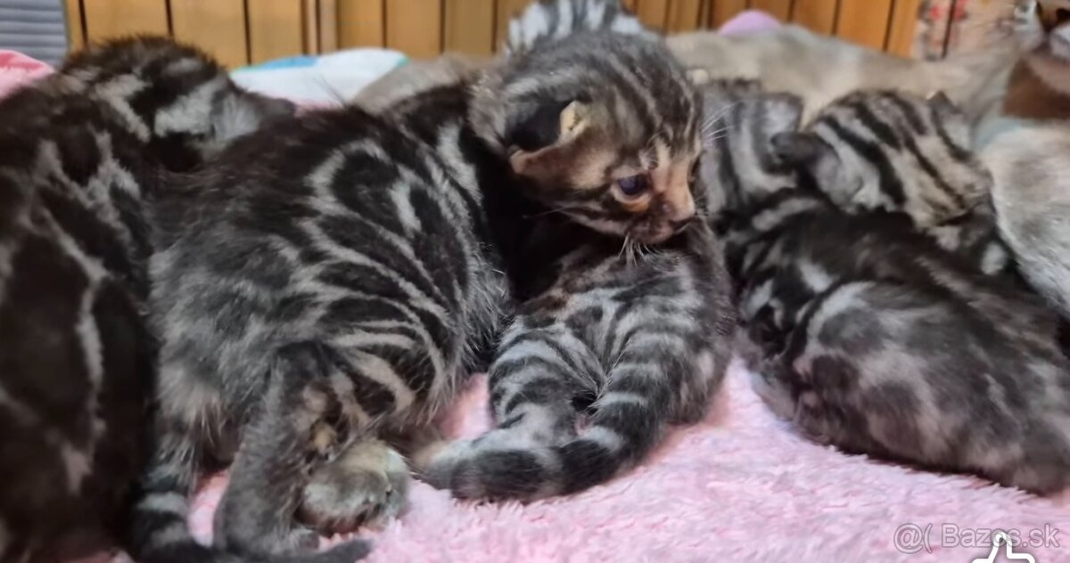 Bengalske macke