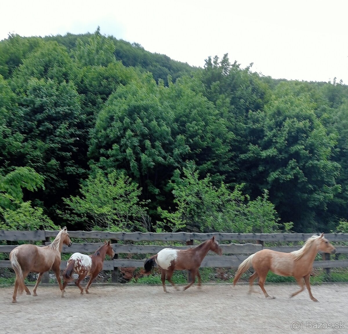 Appaloosa zrebceky bratia