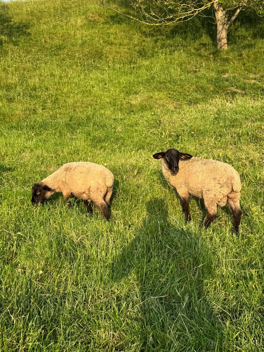 Jahňatá suffolk