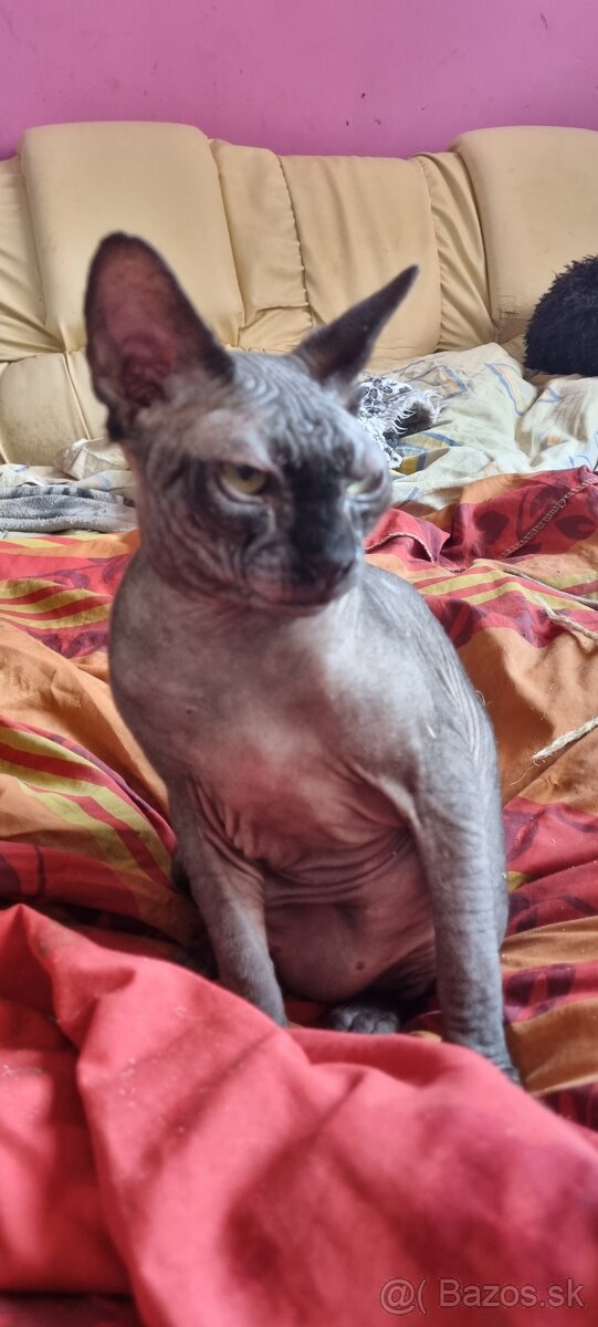 Sphynx