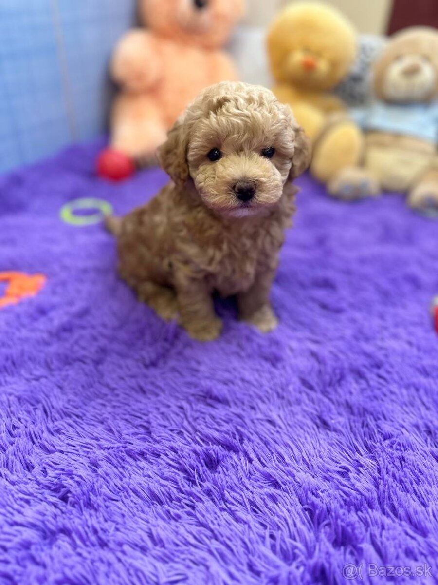 Maltipoo