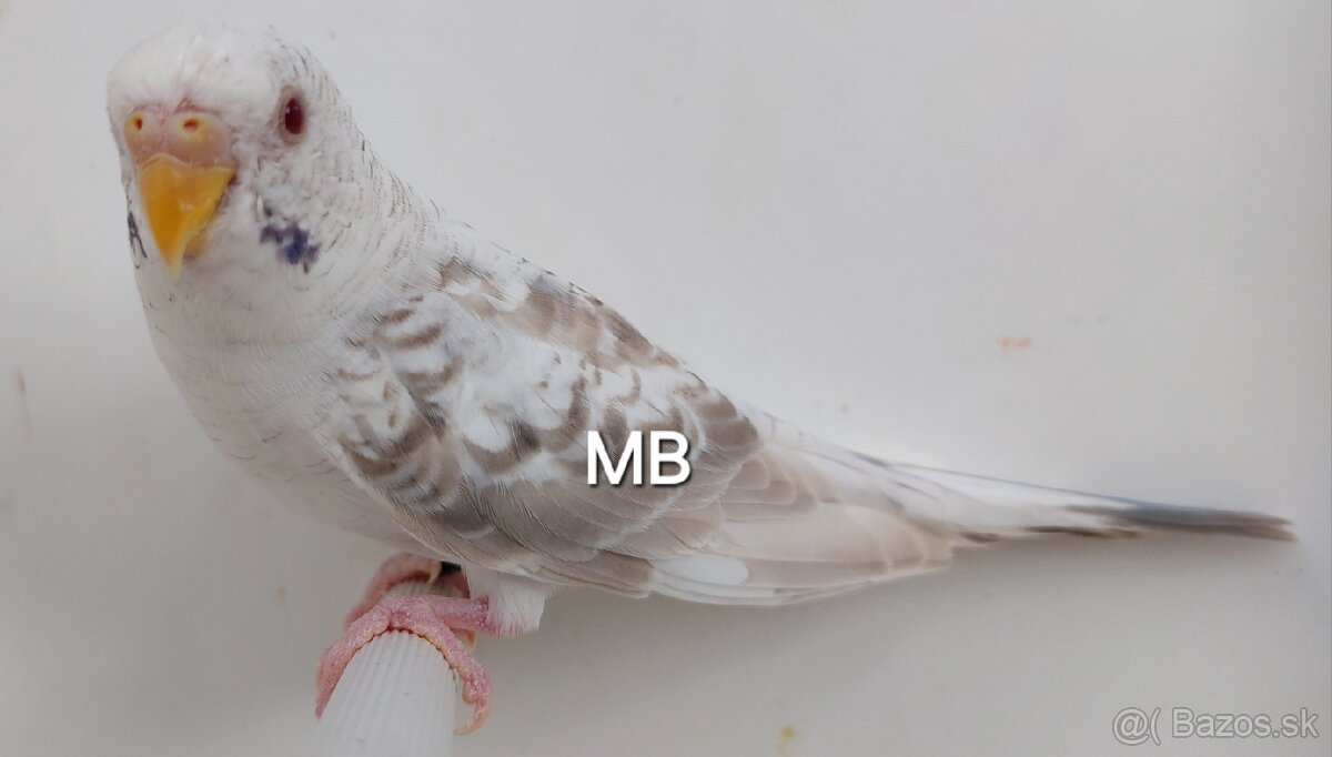 Fallow blackwings andulky