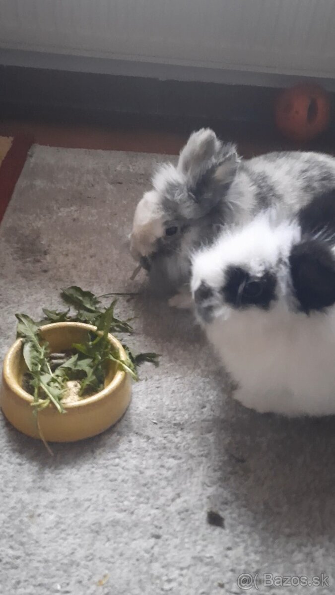 Darujem dva zakrslé králiky