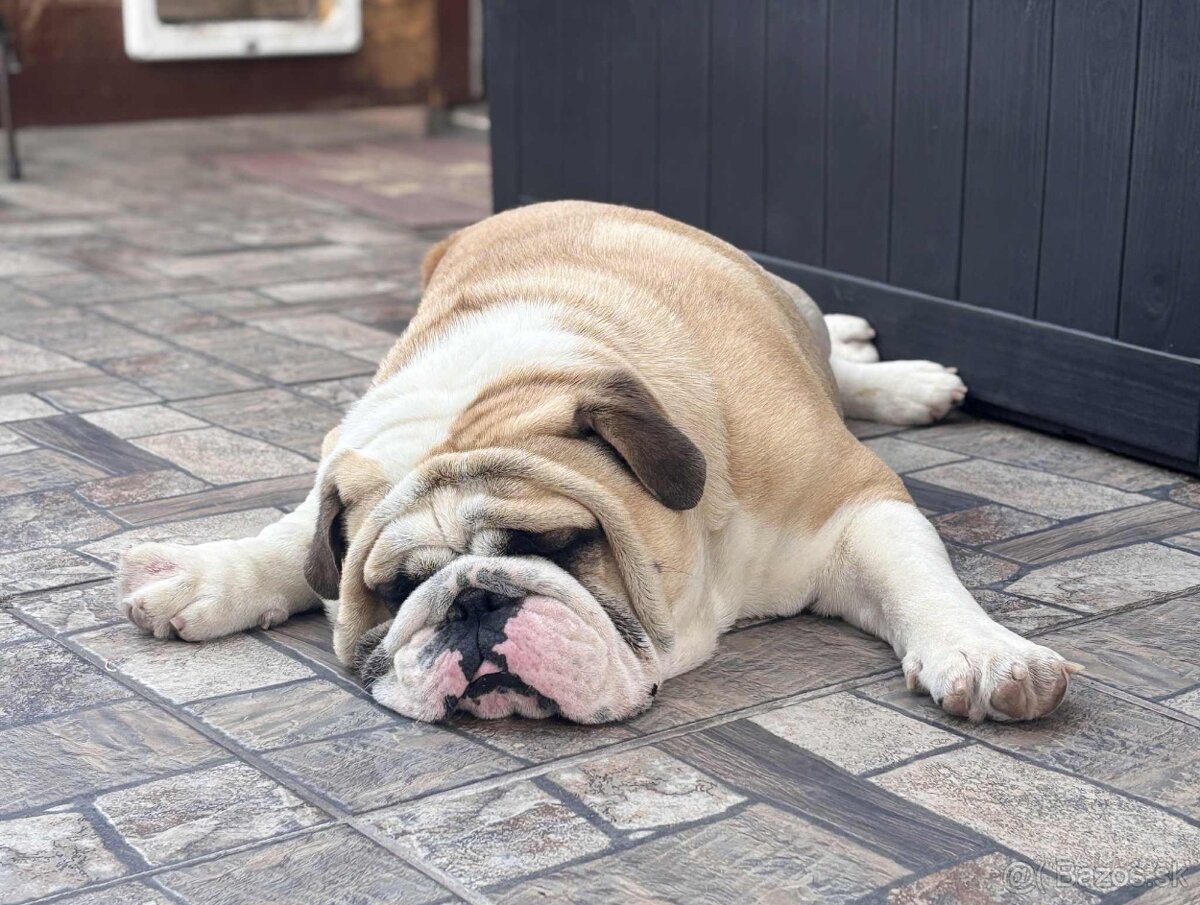 Anglický Bulldog KRYTIE