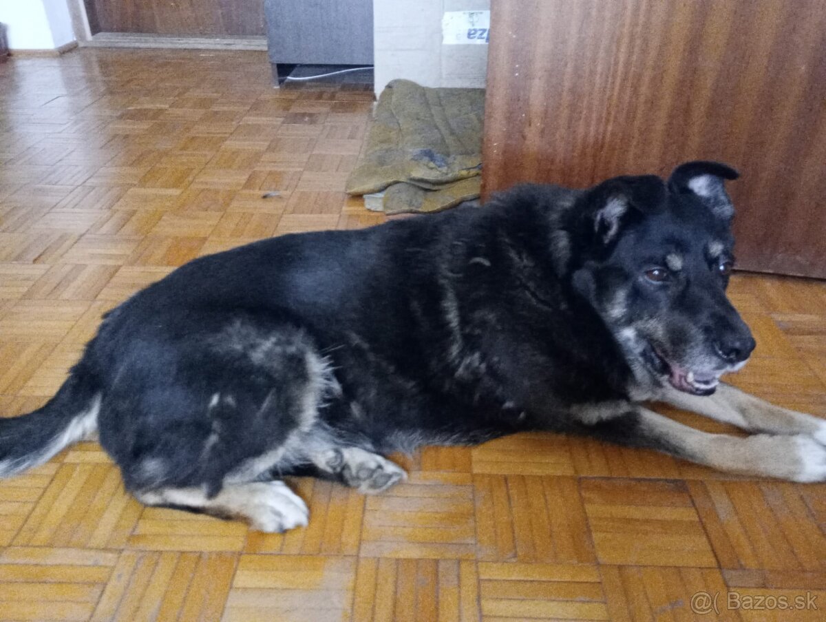 Darujem staršieho psíka