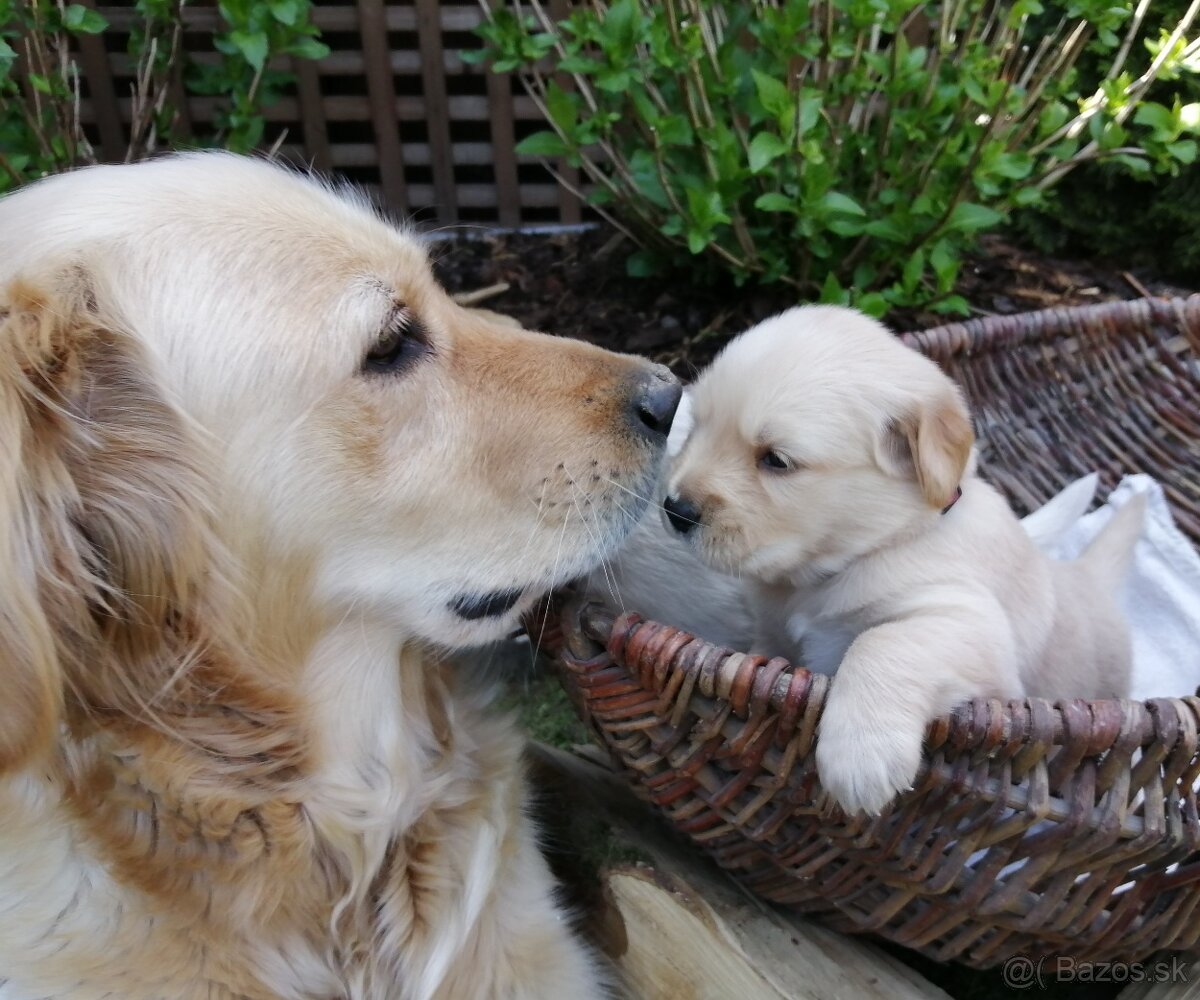 Zlatý retriever