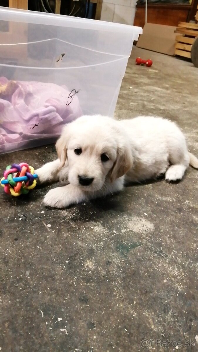Zlatý retriever