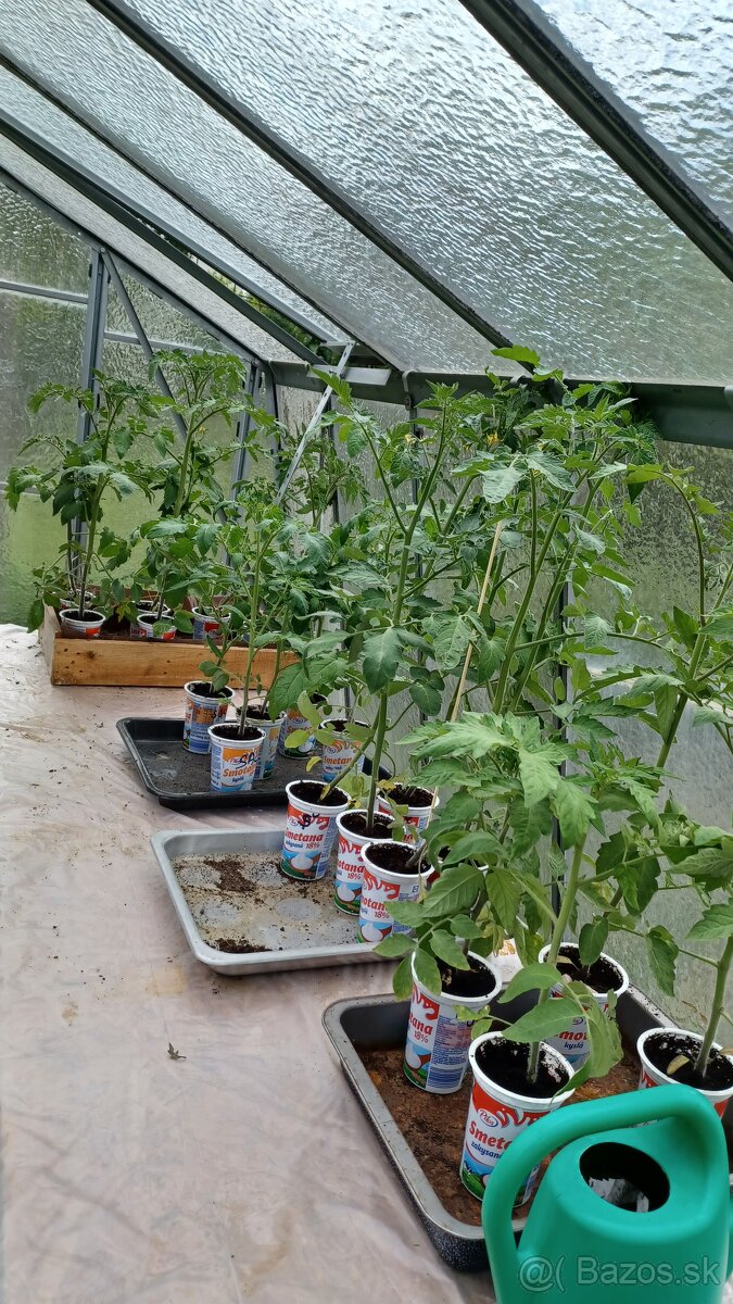 Planty, priesady, sadenice paradajky, rajčiny
