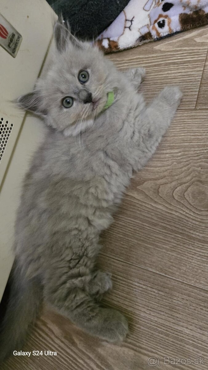 Ragdoll Cherubim