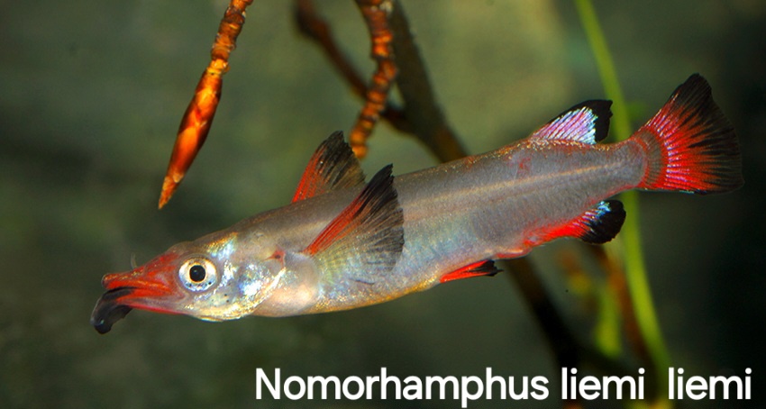 Poloústky Nomorhamphus liemi liemi