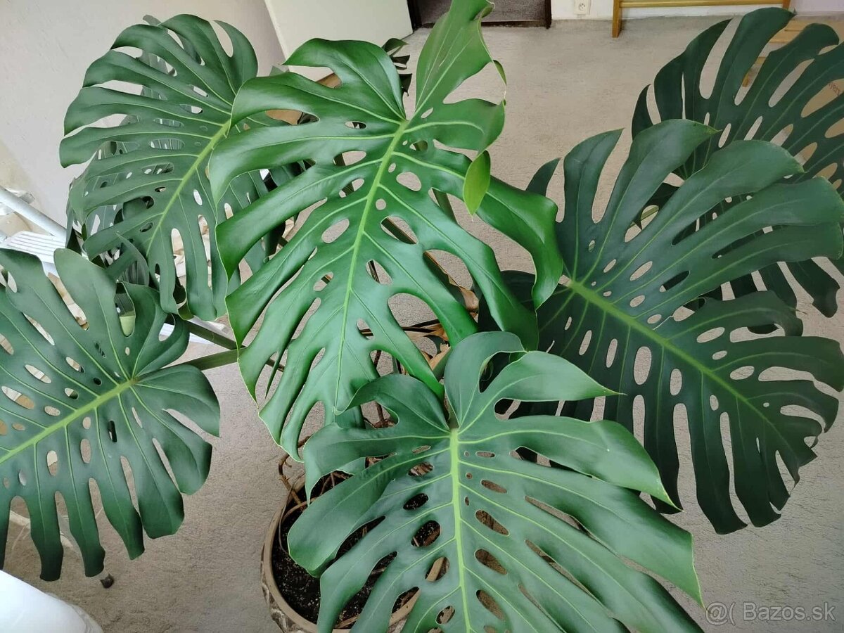 Monstera