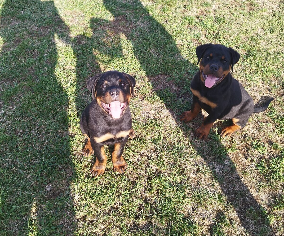 Šteniatka Rottweilera s PP na predaj 🐾