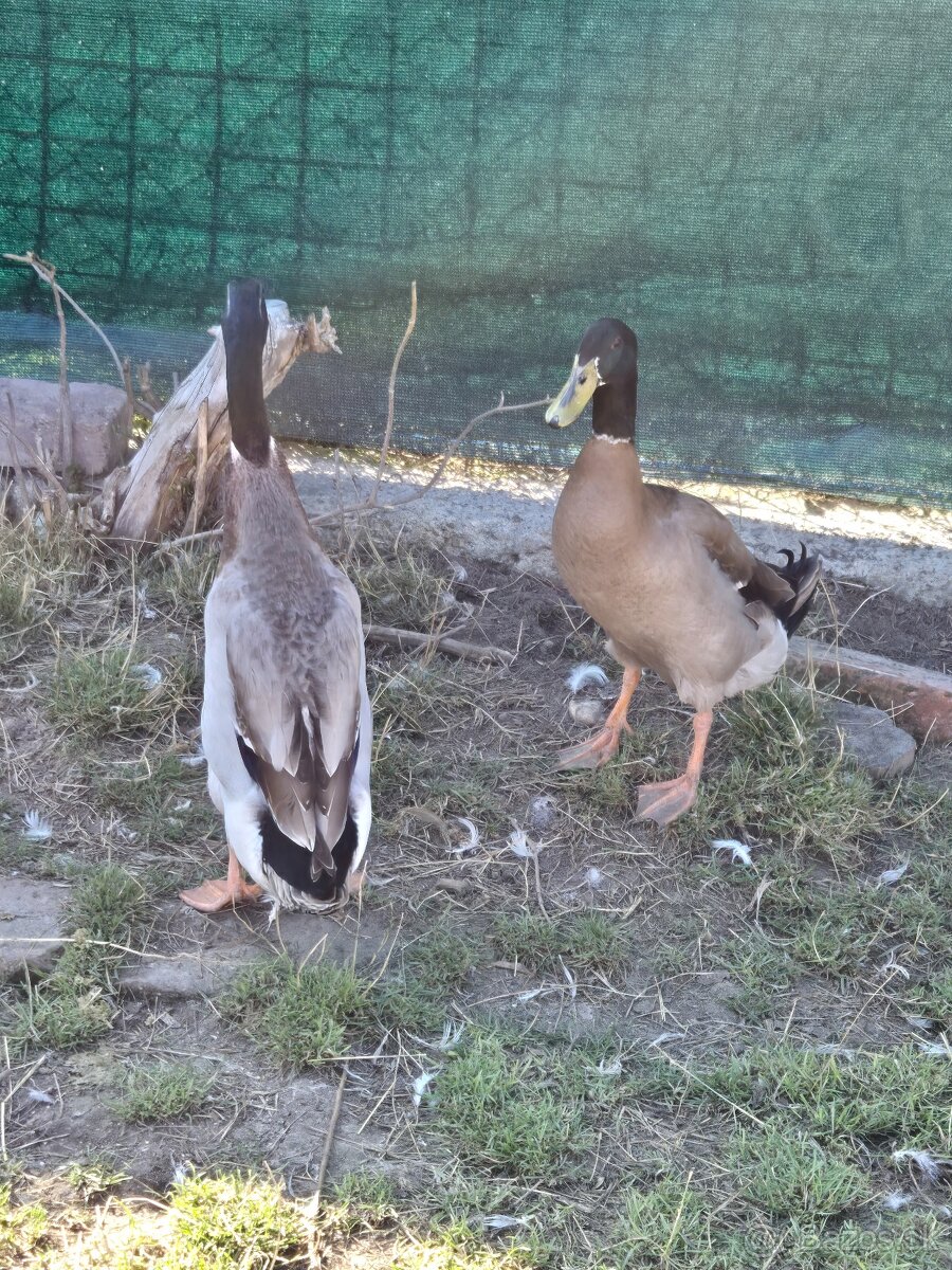 Indický bežec
