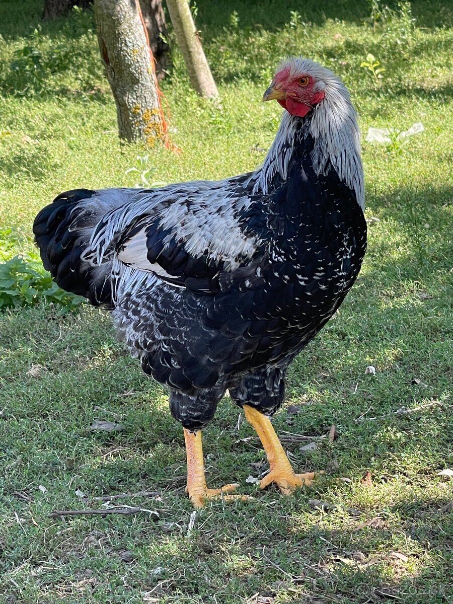 Kohuti