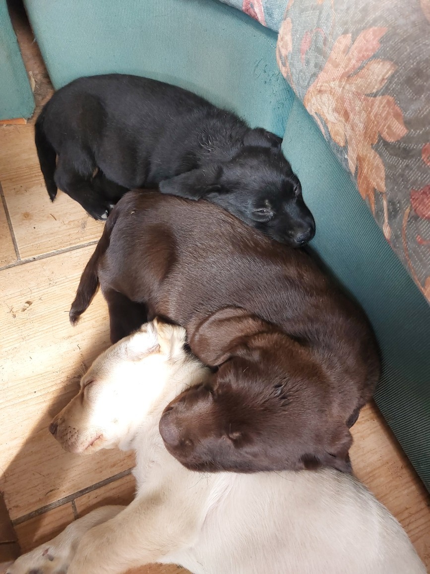 Šteniatka labradora