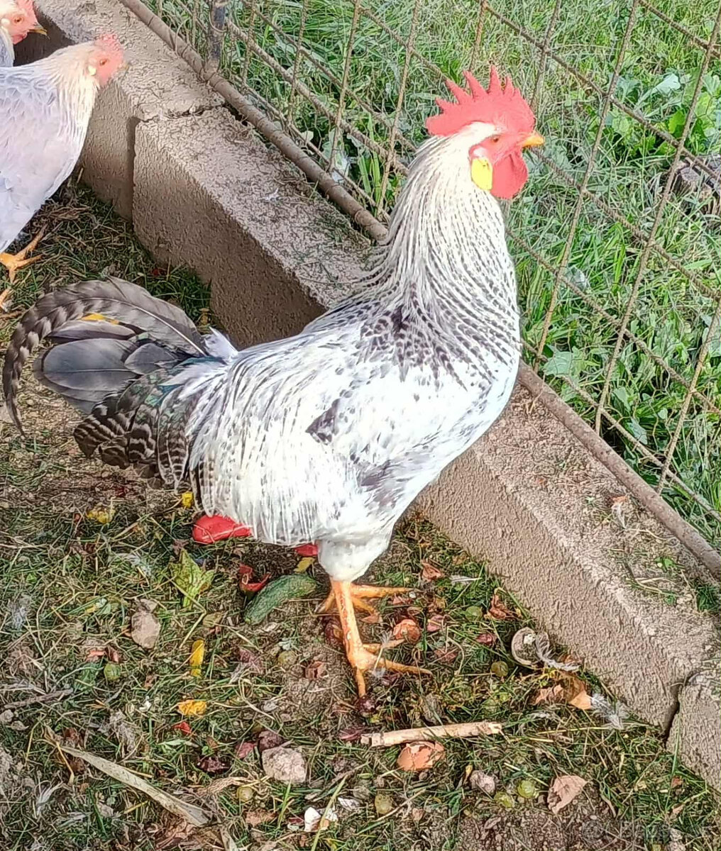 Kohút Valaška Perlovo-šedá 3x
