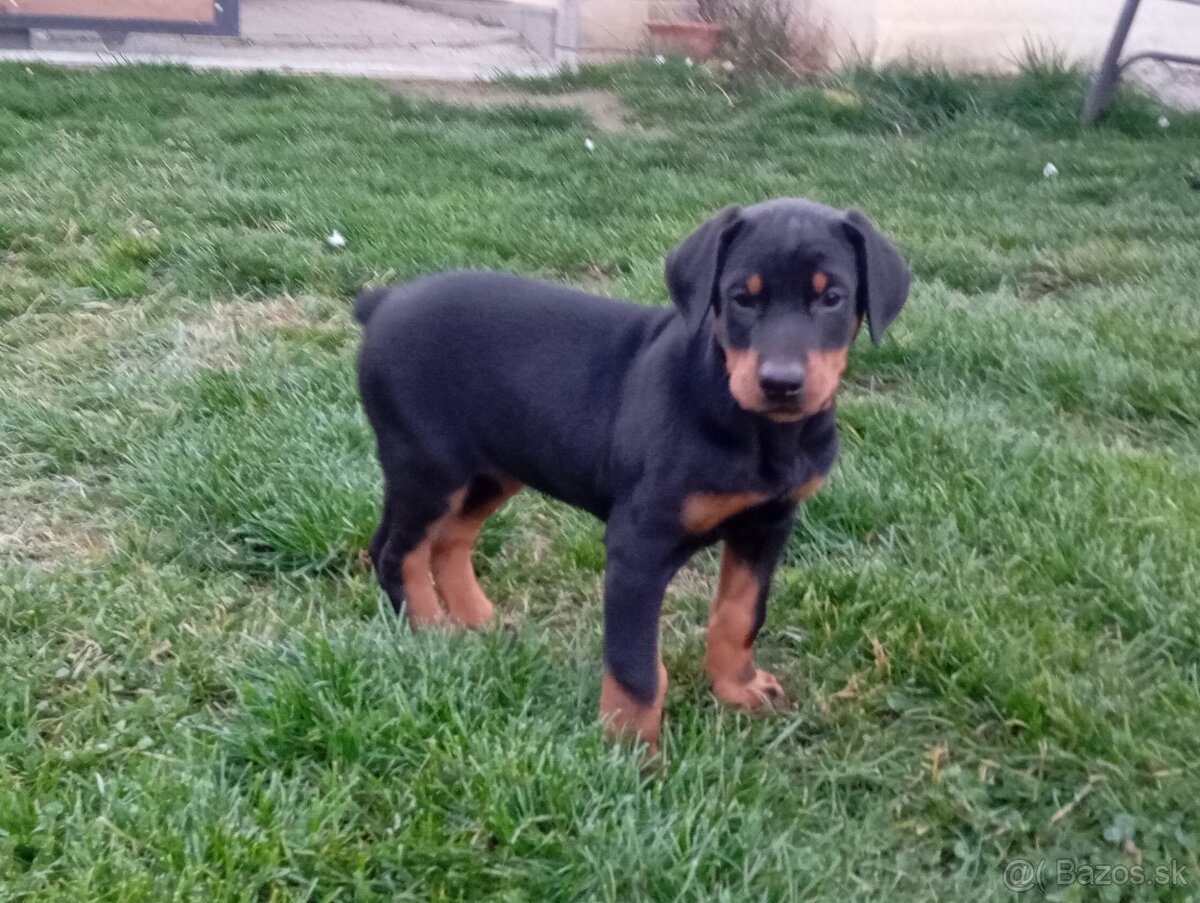 Doberman šteniatka