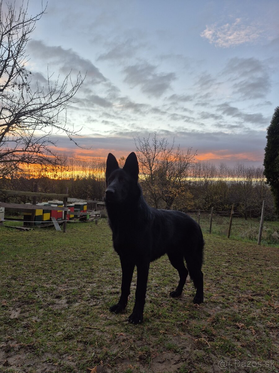 Stráženie psov a mačiek