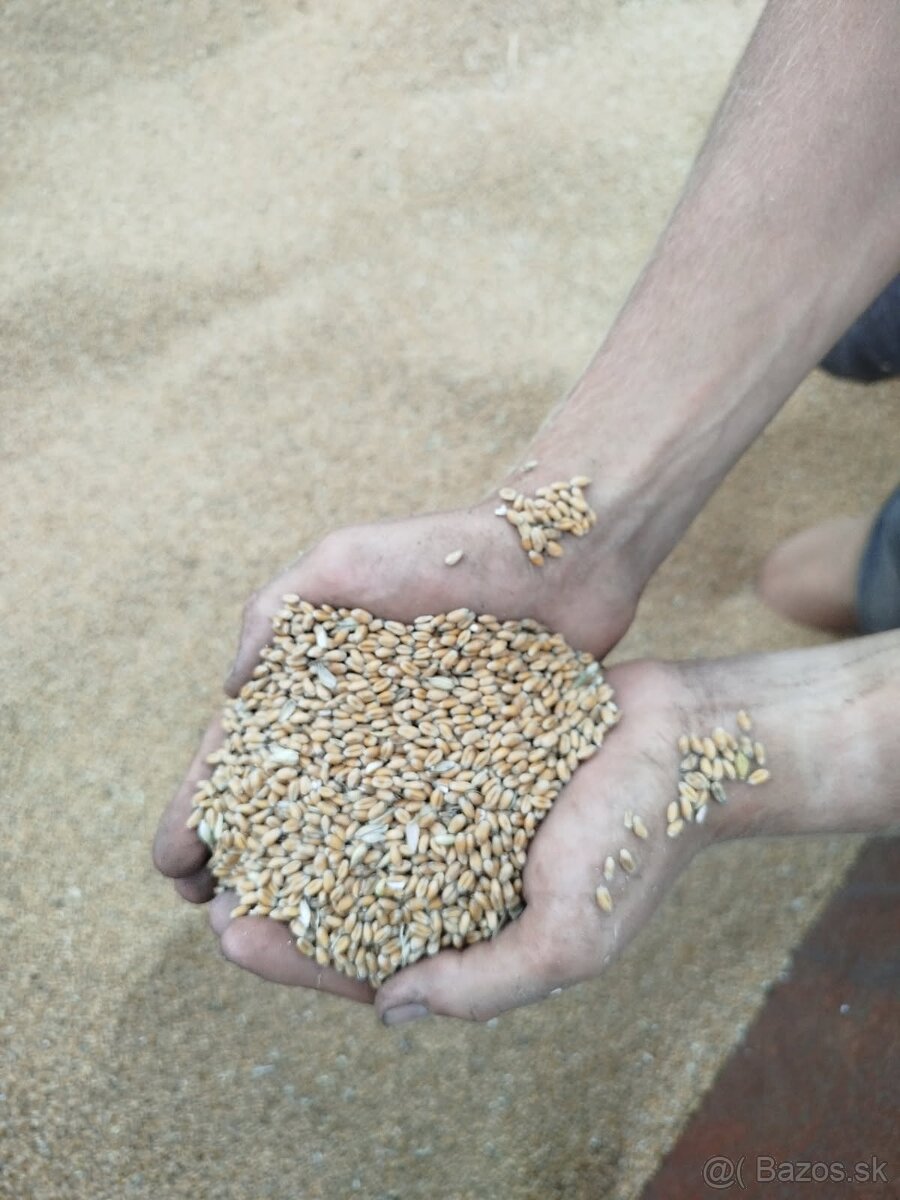 PŠENICA JAČMEŇ OVOS ČIERNY